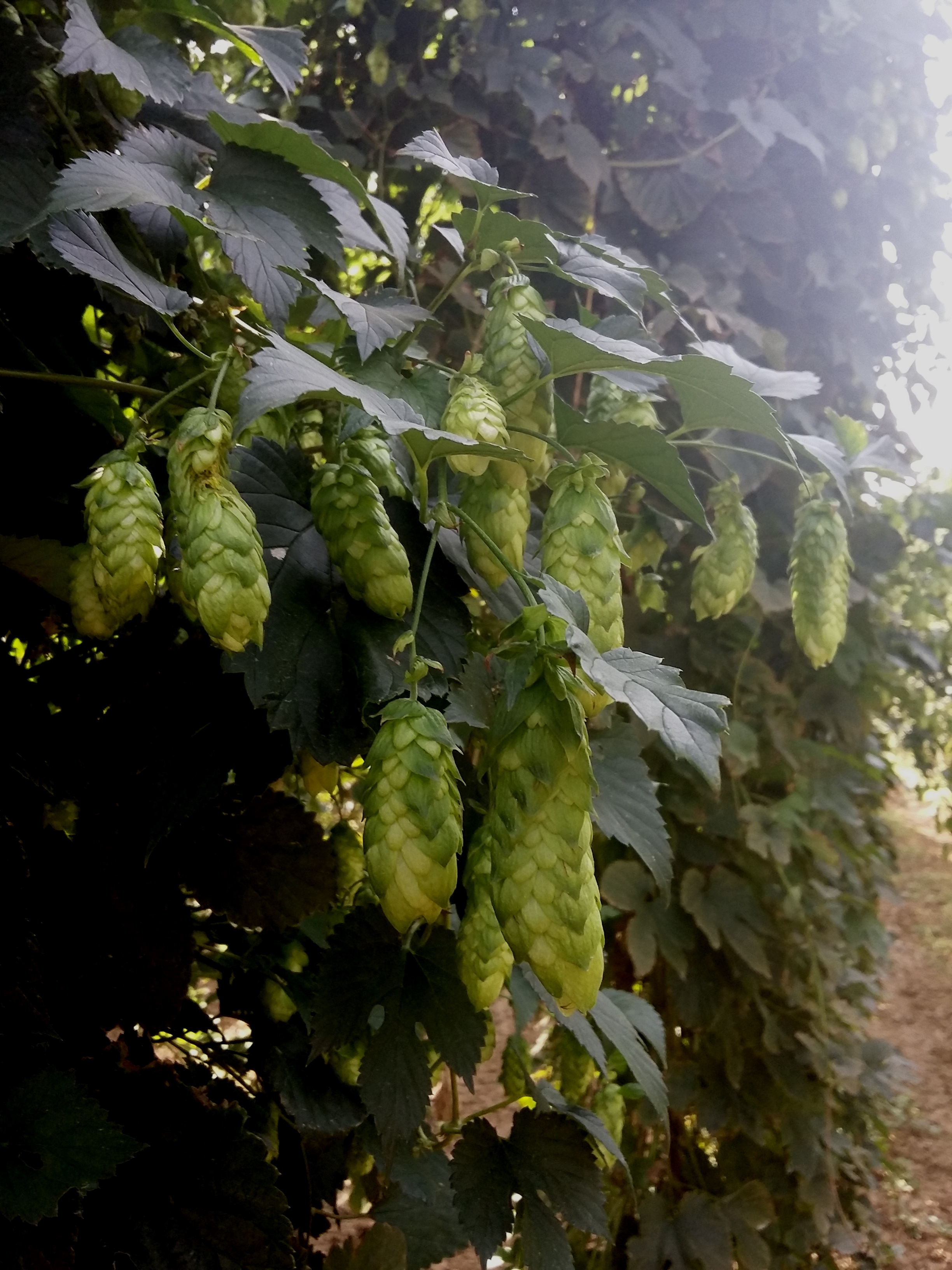 Alsace récolte houblon 2018 cônes sur liane